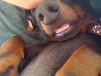 Wilma being petted