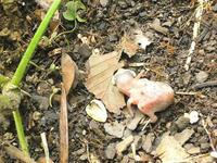 baby bird struggling