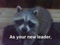 Message from the Toronto Raccoon Insurgency
