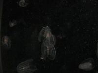 The Aquarium was a Zoo!