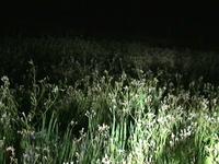 The Flowers