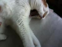 Doerak the cat