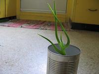 plante