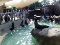 Sealion feeding time at SeaWorld