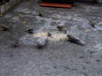 VIDEO A table.. Moineaux, Pinsons,Tourterelles, Verdiers, Mésange...