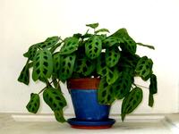 Prayer plant time lapse