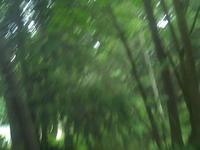 The Tree Swing of Doom
