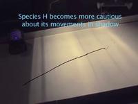 Field Studies: Light Seeker Robot