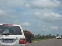 Safari in Kruger Park, South Africa