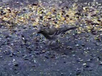 Vidéo Pinson du nord femelle et les pipas....
