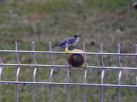 Vidéo Mésange autour de la boule de graisse...Quel appêtit!!!