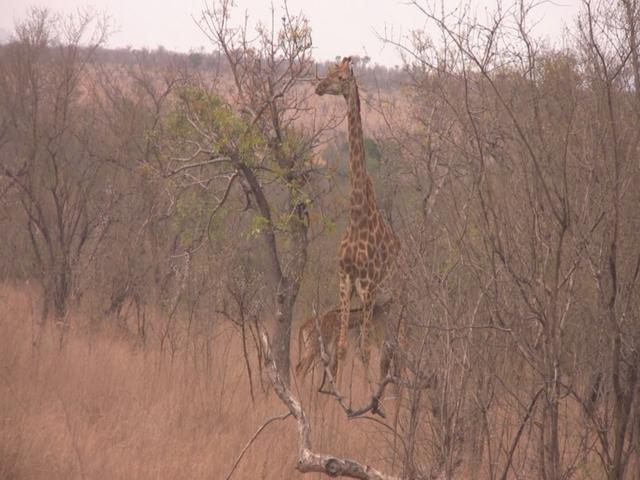 Wildlife in South African parks & reserves