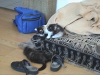 crazy cats