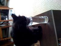 Nibbles Drinking My Water