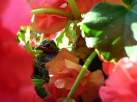 Baby bird in our backyard
