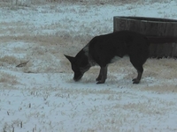Two songs by my band and dogs playing in the snow
