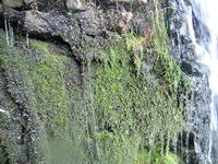 Jones Falls: Natures Secret