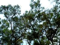 Cicadas said......