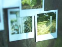 Clip potager