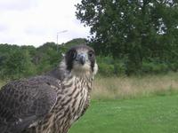 The progress of Juvenile No 10