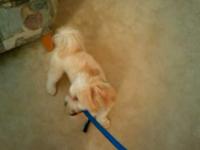 Enzo and the leash