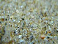 Sand, water, shrimp, shell, light.