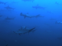 Galapagos