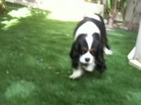 Doggie Approved