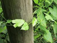 Am Gartenzaun