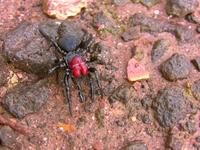 Male Mouse Spider (MP4 Upload Test)