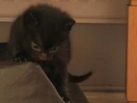 My 3 Kittens 3 Months Old