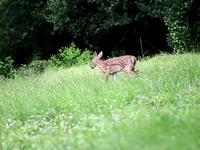 Oh, deer