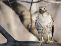 Red-tailed Hawk