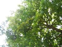 Fluttering Leaves