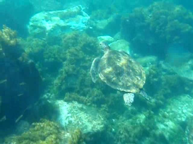 Snorkeling Fernando de Noronha