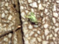 an Ant worth of ...