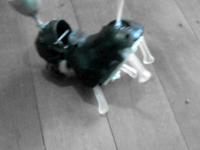 Munted Robodog
