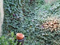 My Backyard--Before