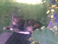 Faule Mietzekatze