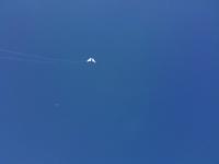 Kite