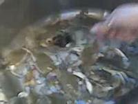Crabs before cooking
