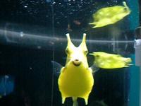 Oregon Coast Aquarium - Longhorn Cowfish eating a kabob
