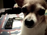 Sleepy Doggy 500d Test
