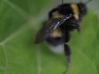 5d markII Macro