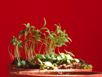 Herb seedlings time-lapse
