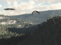 Test Flock 3 with Environment