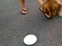 Dogs at Woody's