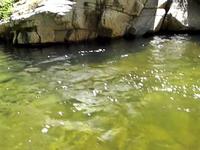 Golden Trout Wilderness