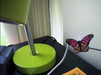 Margarinefly