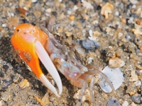 Crab at Pulai Ubin